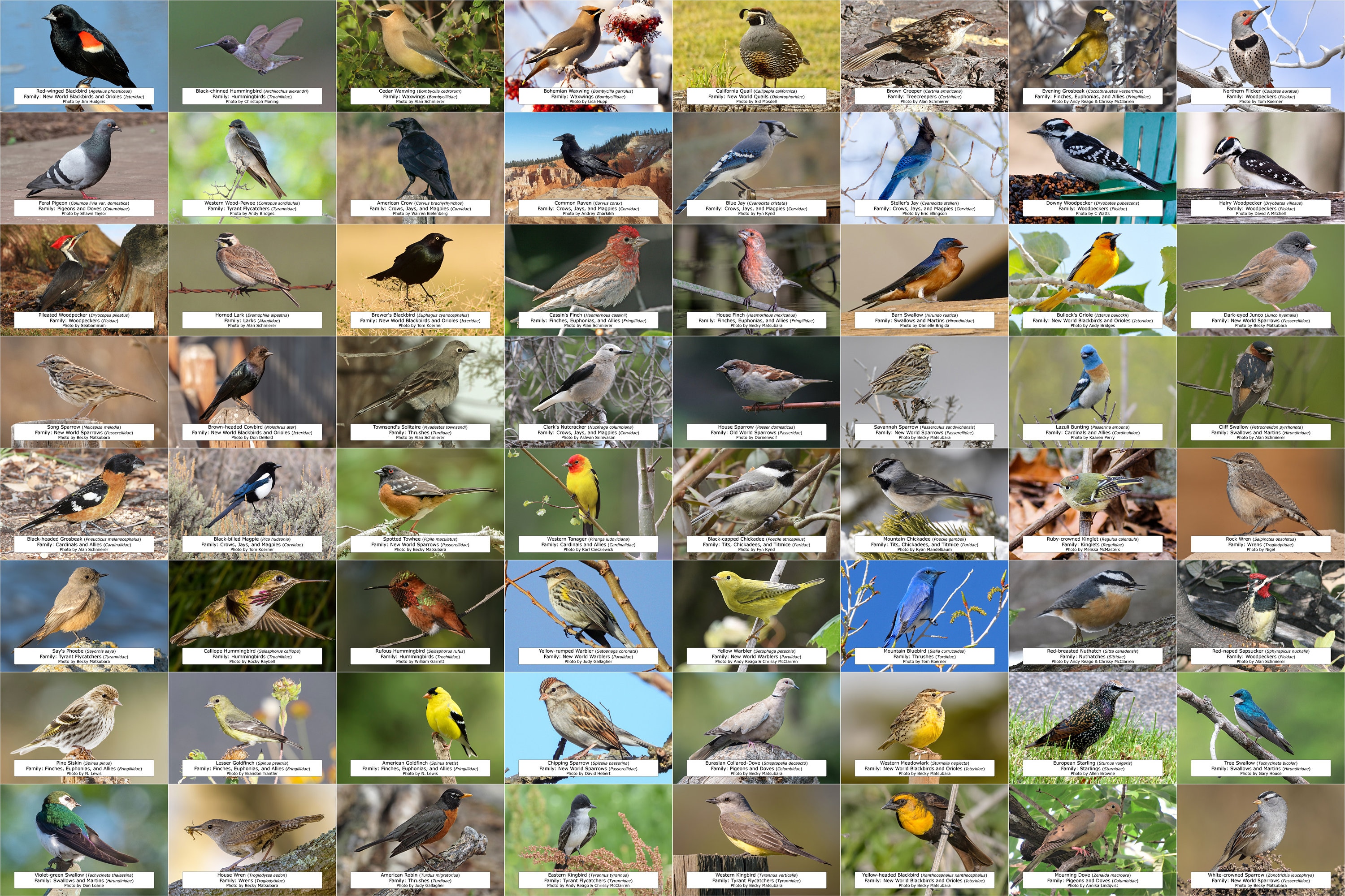 Idaho Bird Guide (Backyard Birds) l Instant Digital Download l 64 Photo Prints l 4x6"