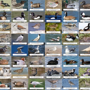 Süßwasservögel, Küstenvögel und andere Wasservögel l Sofortiger digitaler Download l 64 Fotoabzüge l 10,5x15,5 cm