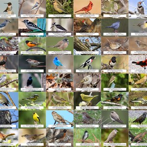 Guía de aves de Pensilvania (aves de traspatio) l Descarga digital instantánea l 64 impresiones fotográficas l 4x6"