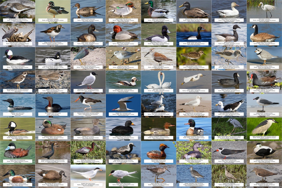 New York State Waterfowl Shorebirds and Other Water Birds Etsy