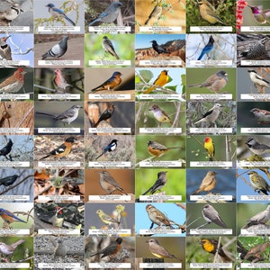 Guide des oiseaux du Nevada (oiseaux du jardin) l Téléchargement numérique instantané l 64 tirages photo l 4 x 6 po.