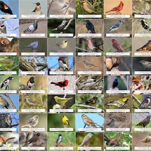 Guía de aves de Michigan (aves de traspatio) l Descarga digital instantánea l 64 impresiones fotográficas l 4x6"