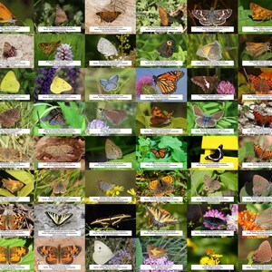 Michigan Butterfly Guide l Instant Digital Download l 64 Photo Prints l 4x6&quot;