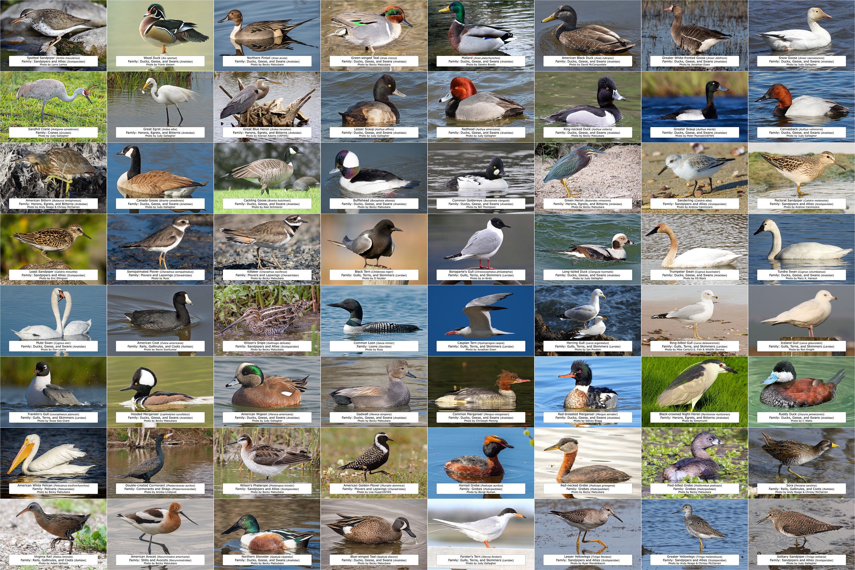 Minnesota Waterfowl Shorebirds and Other Water Birds Guide Etsy