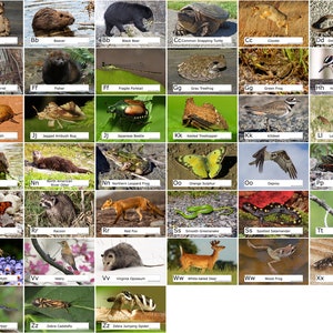 Georgia Animal ABC Alphabet 52 Photo Prints size 4x6 - Etsy Finland Georgia Animal ABC Alphabet 52 Photo Prints size 4x6 - Etsy Finland