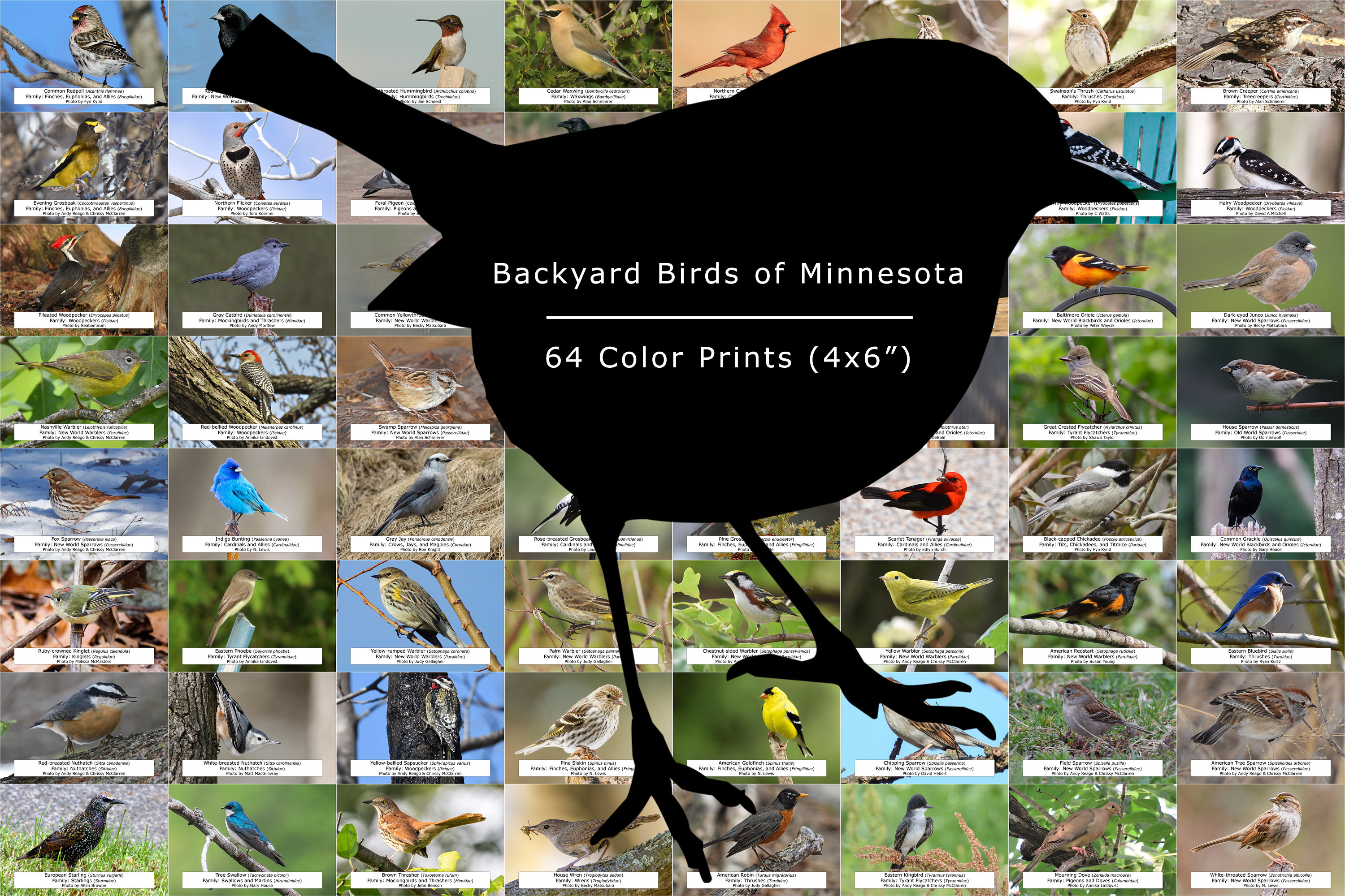 Minnesota Bird Guide backyard Birds, 64 Photo Prints size 4x6 - Etsy