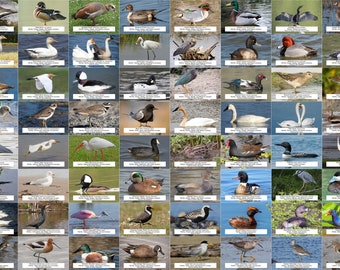 Arkansas Waterfowl, Shorebirds, and Other Water Birds Guide l Instant Digital Download l 64 Photo Prints l 4x6&quot;