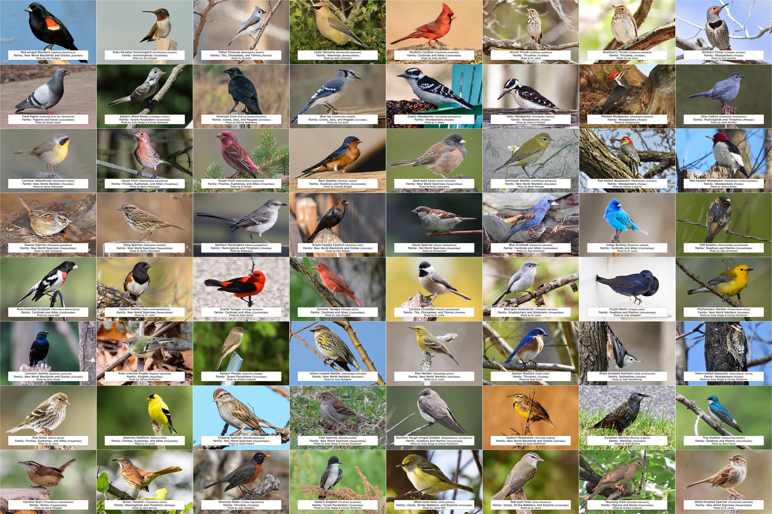 Tennessee Bird Guide (backyard Birds) L Instant Digital Download L 64