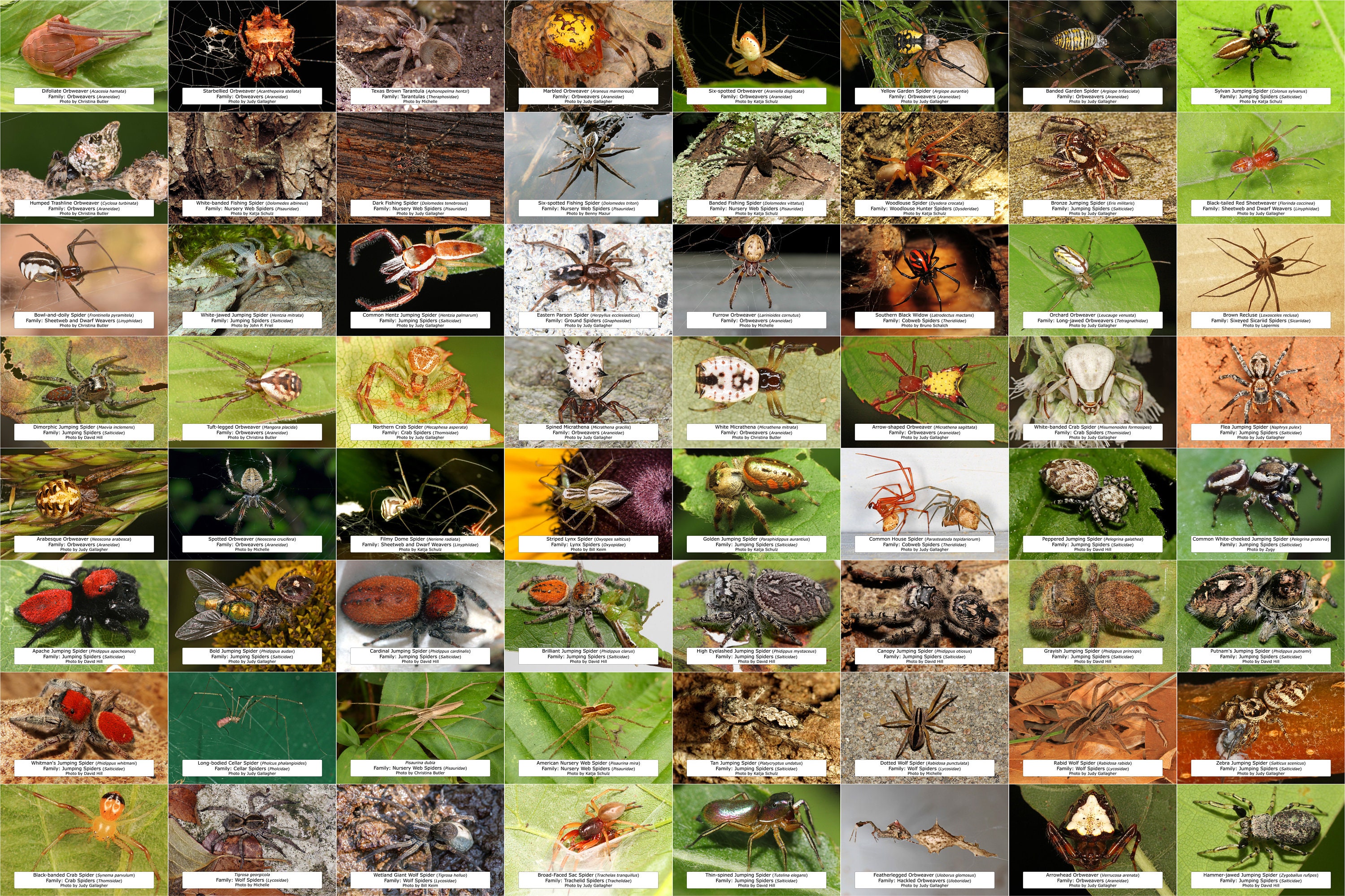 Spider Identification Chart