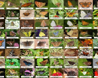 Kentucky Butterfly Guide l Instant Digital Download l 64 Photo Prints l 4x6&quot;