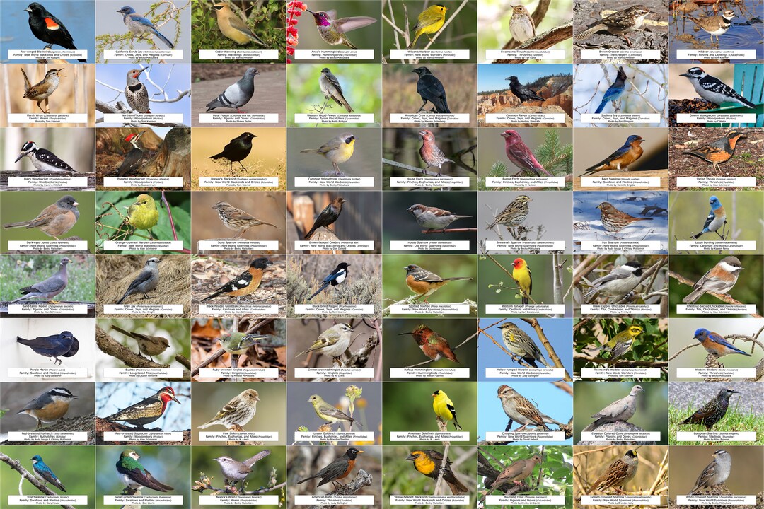 Washington State Bird Guide backyard Birds, 64 Photo Prints size 4x6 Etsy