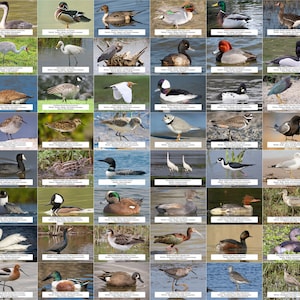 Nebraska Waterfowl, Shorebirds, and Other Water Birds Guide l Instant Digital Download l 64 Photo Prints l 4x6&quot;