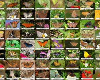 Florida Butterfly Guide l Instant Digital Download l 64 Photo Prints l 4x6&quot;