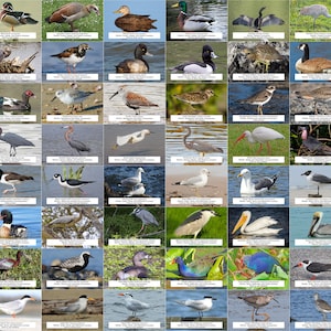 Florida Waterfowl, Shorebirds, and Other Water Birds Guide l Instant Digital Download l 64 Photo Prints l 4x6&quot;