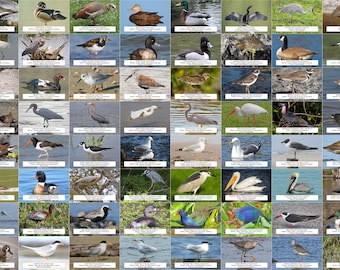 Florida Waterfowl, Shorebirds, and Other Water Birds Guide l Instant Digital Download l 64 Photo Prints l 4x6&quot;