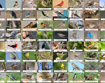 Massachusetts Bird Guide (Backyard Birds), 64 Photo Prints (size 4x6")