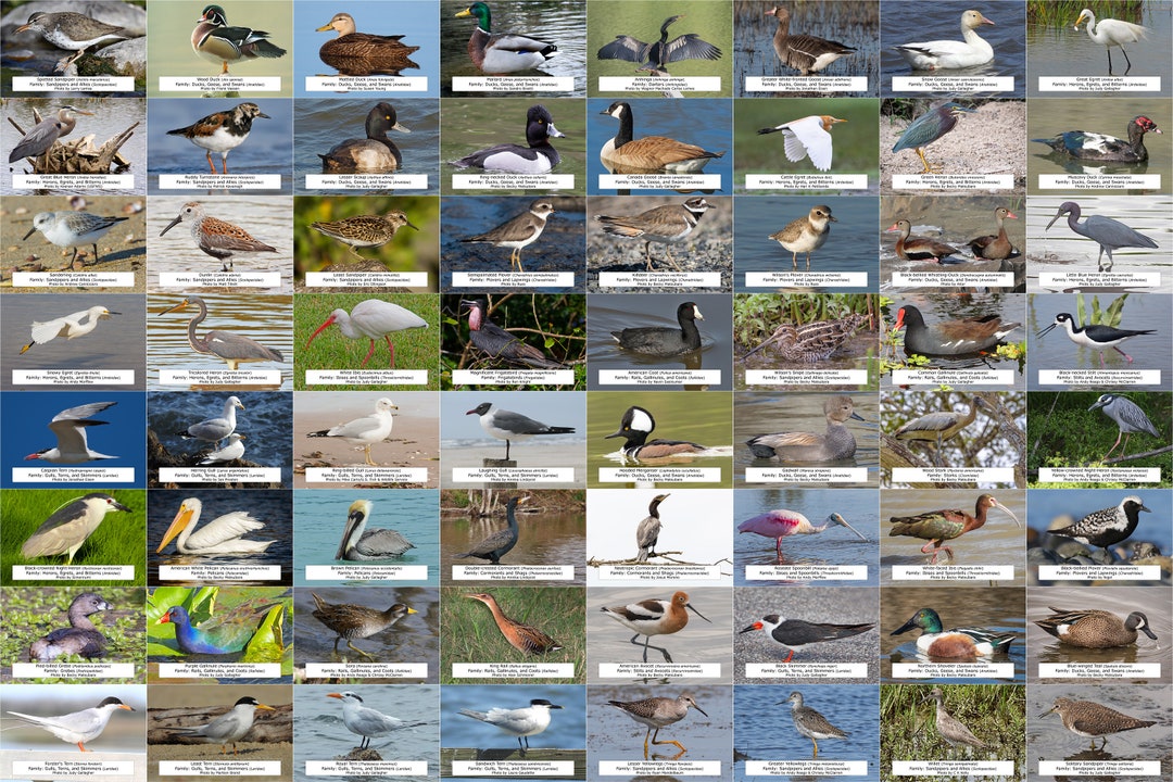 Louisiana Waterfowl Shorebirds and Other Water Birds Guide Etsy