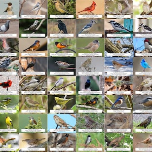 Guía de aves de Illinois (aves de traspatio) l Descarga digital instantánea l 64 impresiones fotográficas l 4x6"