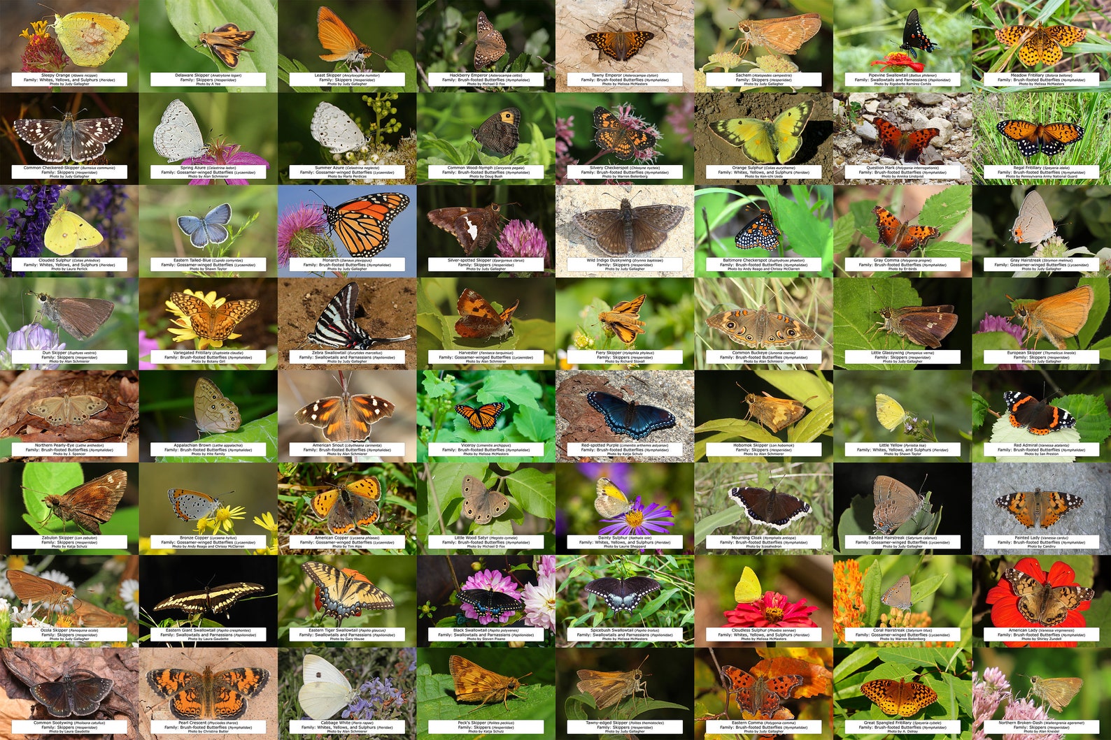 Illinois Butterfly Guide / 64 Photo Prints 4x6 / Etsy