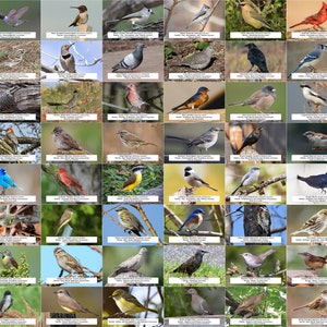 Guía de aves de Texas (Aves de jardín) l Descarga digital instantánea l 64 impresiones fotográficas l 4x6"