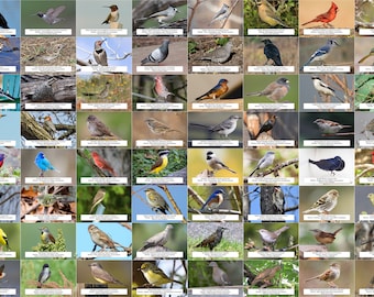Texas Bird Guide (Backyard Birds) l Instant Digital Download l 64 Photo Prints l 4x6"