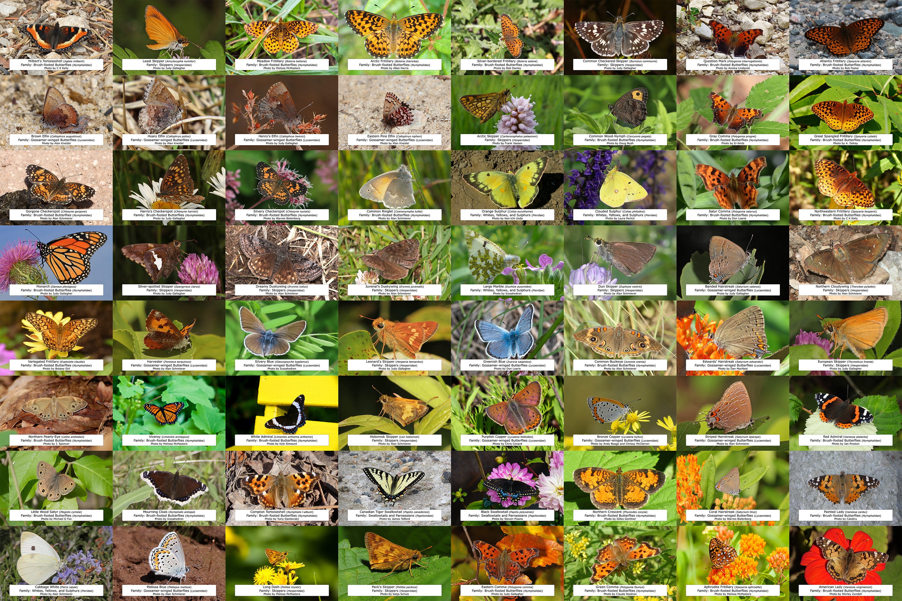 Manitoba Butterfly Guide l Instant Digital Download l 64 Photo Prints l 4x6"