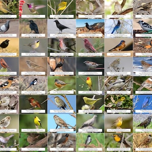Guía de aves de Columbia Británica (aves de traspatio) l Descarga digital instantánea l 64 impresiones fotográficas l 4x6"