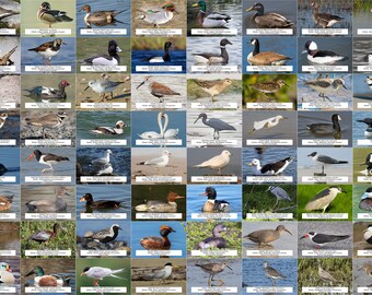 Connecticut Waterfowl, Shorebirds, and Other Water Birds Guide l Instant Digital Download l 64 Photo Prints l 4x6"