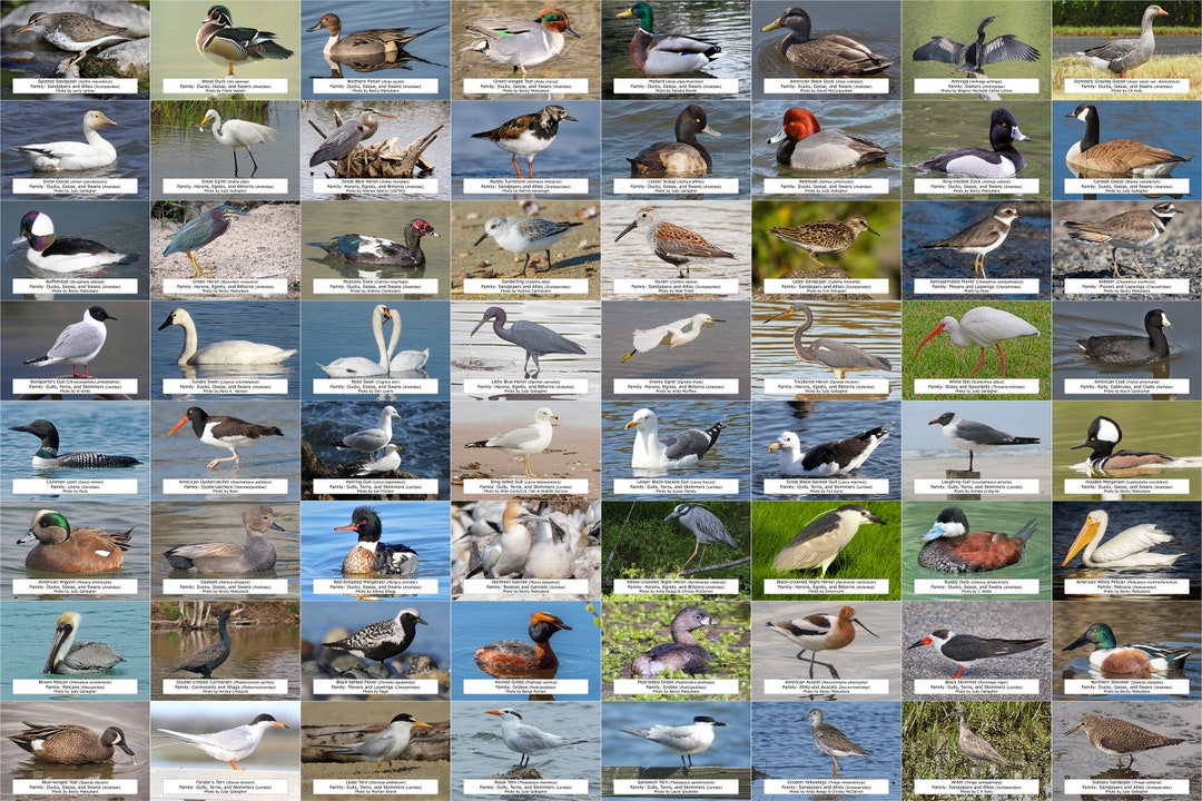North Carolina Waterfowl Shorebirds and Other Water Birds Etsy