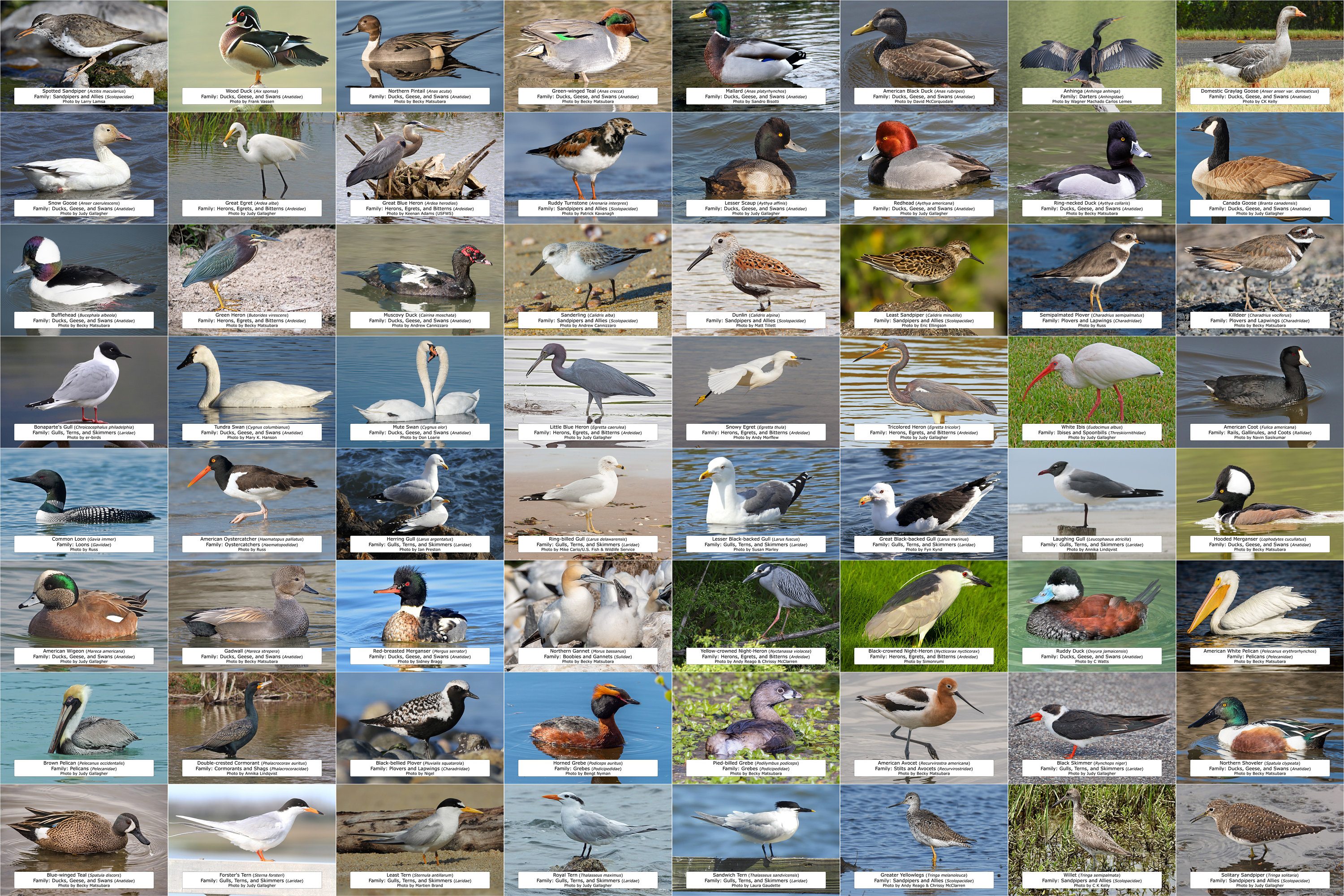 North Carolina Waterfowl Shorebirds and Other Water Birds Etsy