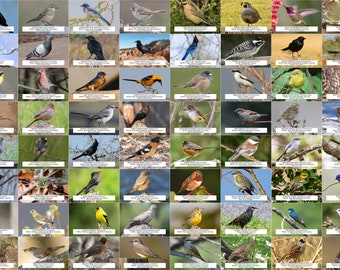 California Bird Guide (Backyard Birds) l Sofortiger digitaler Download l 64 Fotodrucke l 10,5x15,5 cm