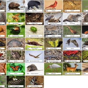 Georgia Animal ABC Alphabet 52 Photo Prints size 4x6 - Etsy Australia Georgia Animal ABC Alphabet 52 Photo Prints size 4x6 - Etsy Australia