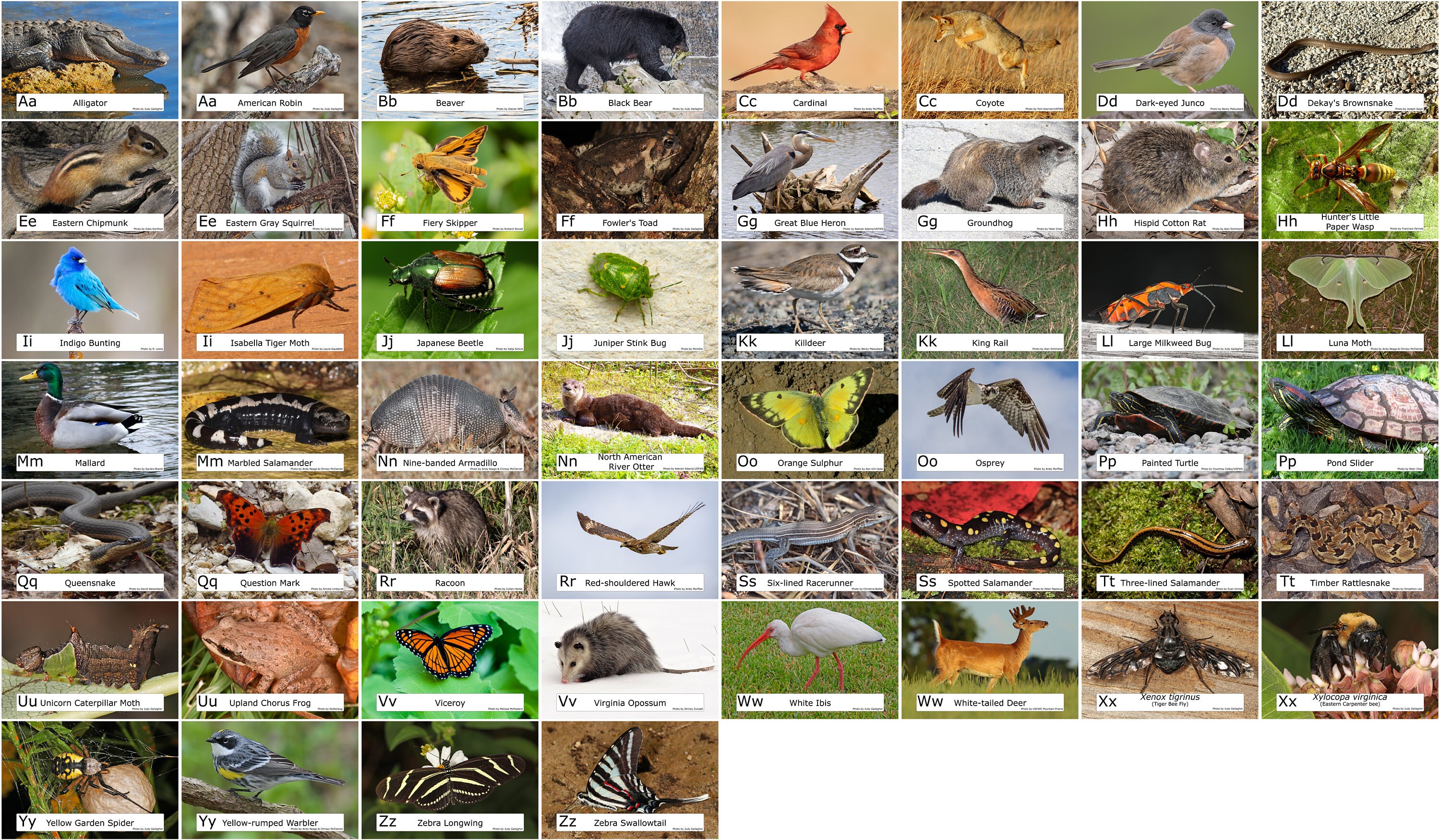 Georgia Animal ABC Alphabet 52 Photo Prints size 4x6 - Etsy Georgia Animal ABC Alphabet 52 Photo Prints size 4x6 - Etsy