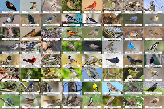 New Jersey Bird Guide (backyard Birds) L Instant Digital Download