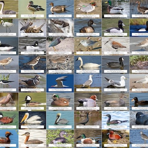Guía de aves acuáticas, playeras y otras aves acuáticas de Oregón l Descarga digital instantánea l 64 impresiones fotográficas l 4x6"
