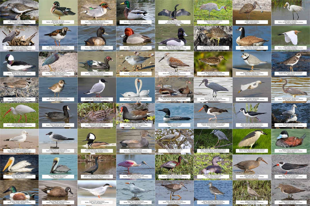 Waterfowl Shorebirds and Other Water Birds Guide 64 Etsy