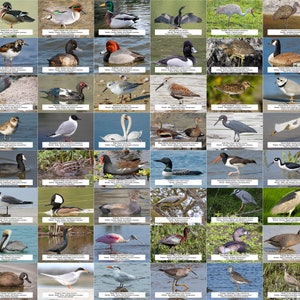 Georgia Waterfowl, Shorebirds, and Other Water Birds Guide l Instant Digital Download l 64 Photo Prints l 4x6&quot;