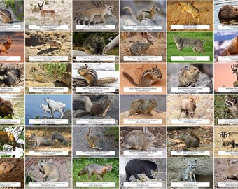 Nevada Nature Guide - Etsy Nevada Nature Guide - Etsy