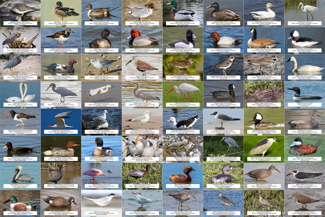 Virginia Waterfowl Shorebirds and Other Water Birds Guide Etsy