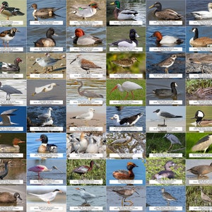 Virginia Waterfowl, Shorebirds, and Other Water Birds Guide l Instant Digital Download l 64 Photo Prints l 4x6"