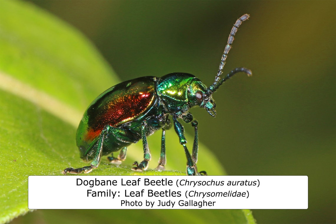 Maine Beetle Guide / 64 Photo Prints 4x6 / Identify Etsy