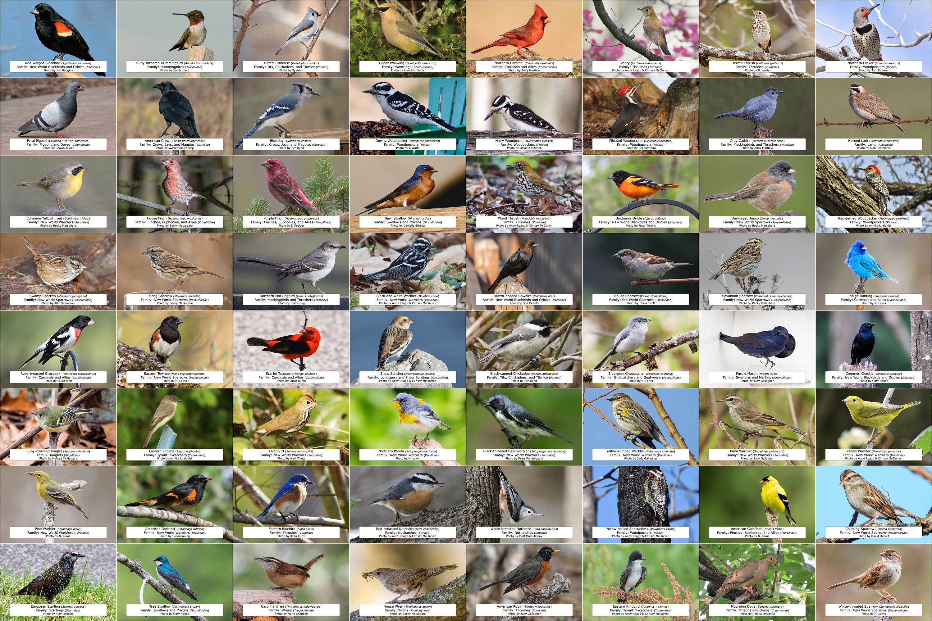 Connecticut Bird Guide (Backyard Birds) l Instant Digital Download l 64 Photo Prints l 4x6"