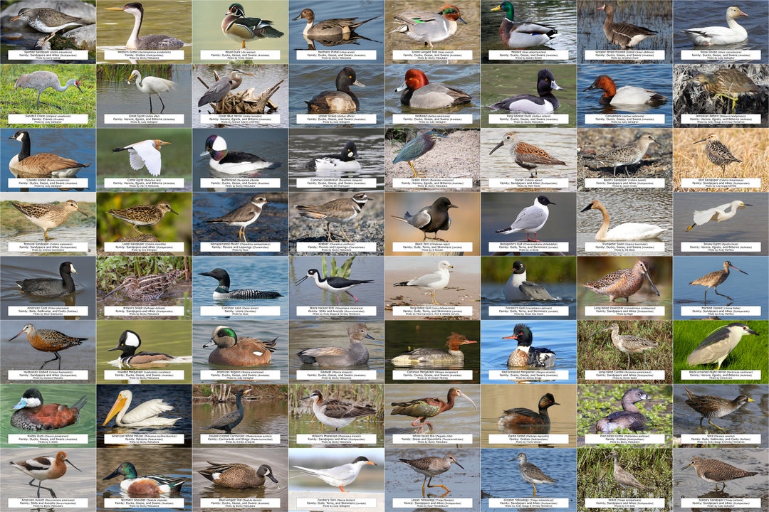 South Dakota Waterfowl Shorebirds and Other Water Birds Etsy