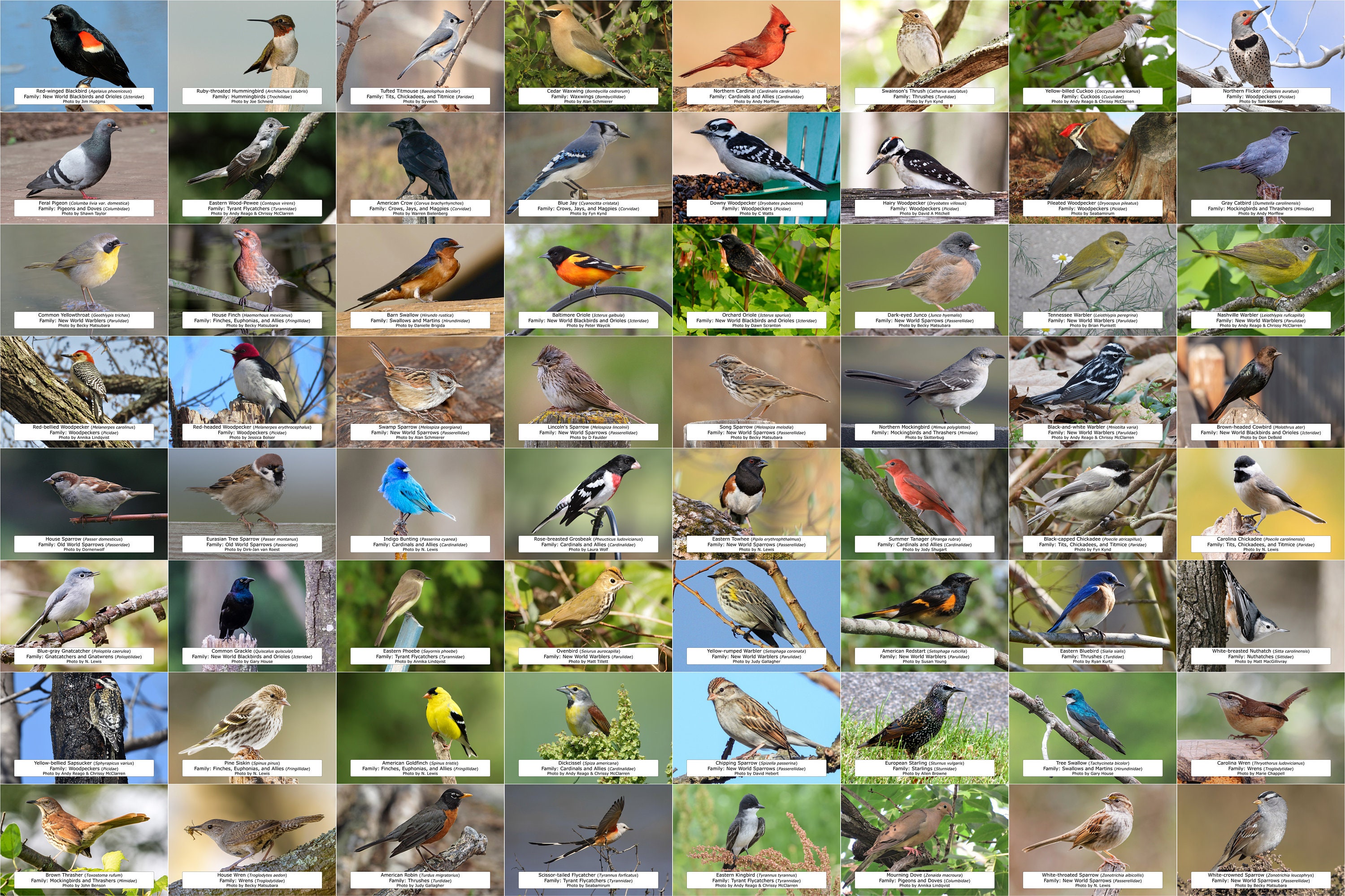 Missouri Bird Guide backyard Birds, 64 Photo Prints size 4x6 Etsy