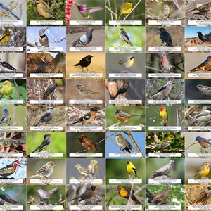 Guía de aves de Oregón (aves de traspatio) l Descarga digital instantánea l 64 impresiones fotográficas l 4x6"