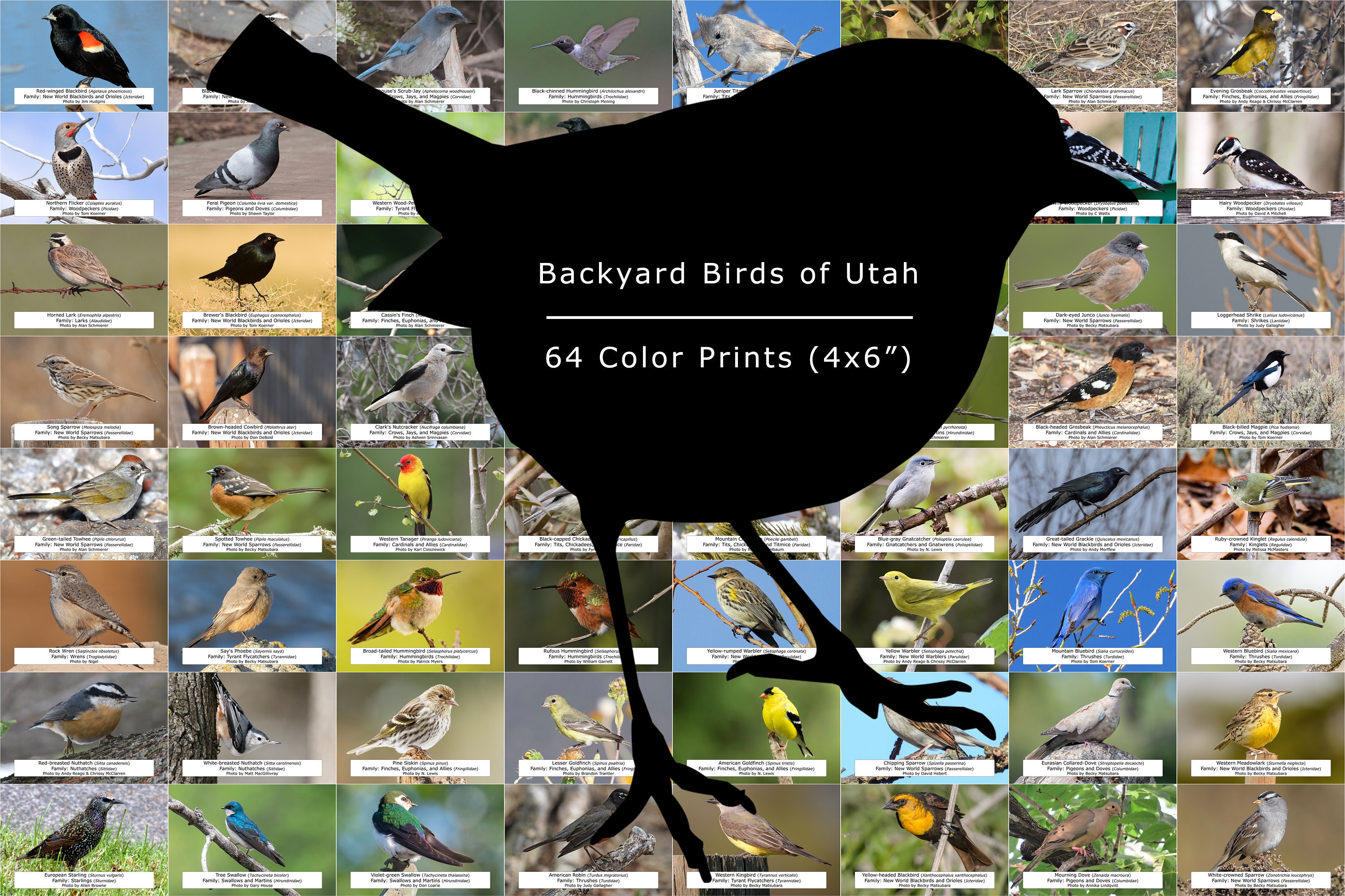 Field Guide Birds Of Utah