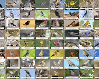 New Mexico Bird Guide (Backyard Birds), 64 Photo Prints (size 4x6")