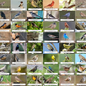 Nebraska Bird Guide (Backyard Birds) l Instant Digital Download l 64 Photo Prints l 4x6&quot;