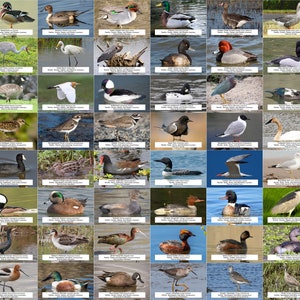 Iowa Waterfowl, Shorebirds, and Other Water Birds Guide l Instant Digital Download l 64 Photo Prints l 4x6&quot;