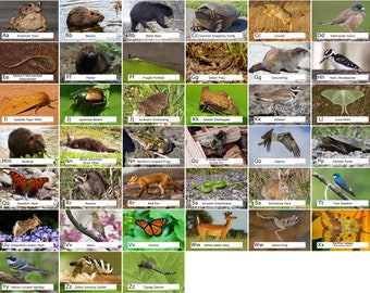 Nova Scotia Animal ABC Alphabet 52 Photo Prints size - Etsy Nova Scotia Animal ABC Alphabet 52 Photo Prints size - Etsy